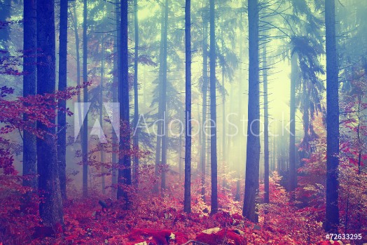 Picture of Magic color vintage forest